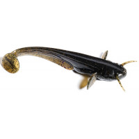 Силікон FishUp Catfish 3