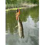 Swim 15cm SP