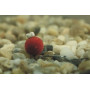 Искусственные насадки для карповой ловли Enterprise Tackle Sweetcorn Hair Stop Mini MIXED COLOUR