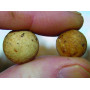 Кобра Korda Eazi Stik 25mm, boilies